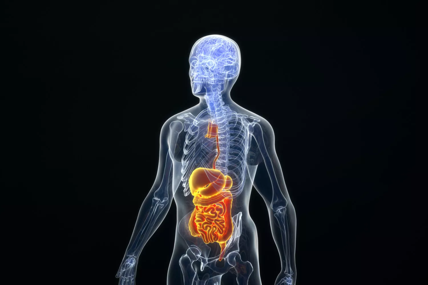 磁力共振(MRI)实质性脏器检查